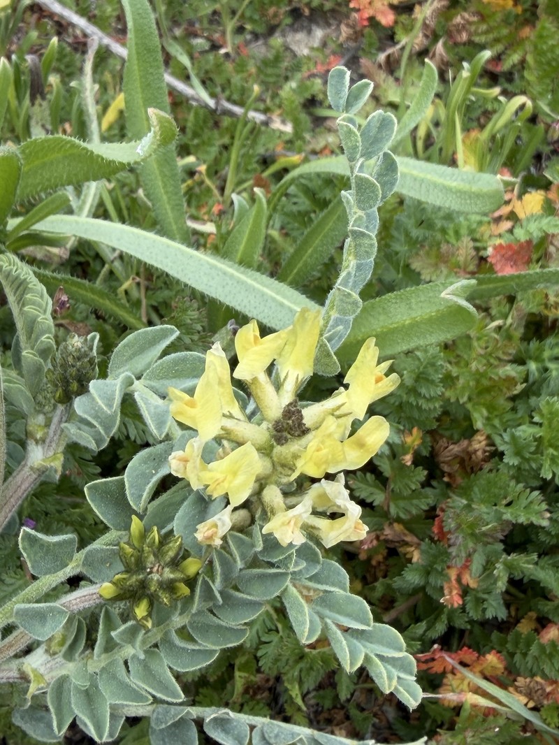 Astragalus lentiginosus var. nigricalycis photo 4