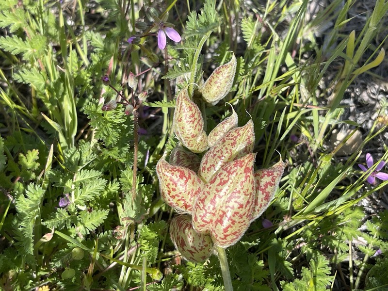 Astragalus lentiginosus var. nigricalycis photo 5
