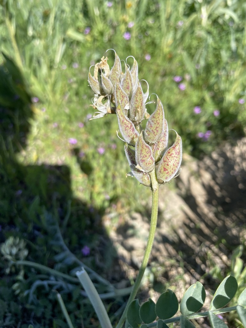 Astragalus lentiginosus var. nigricalycis photo 6