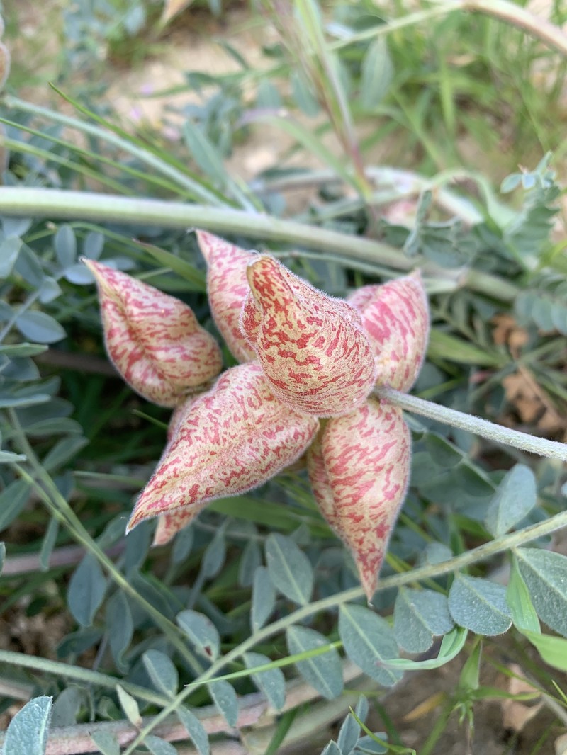 Astragalus lentiginosus var. nigricalycis photo 7