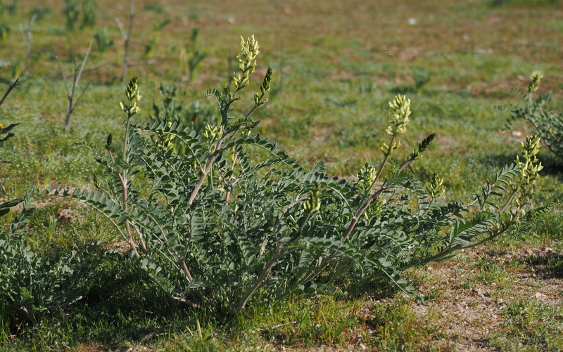 Astragalus lentiginosus var. nigricalycis photo 8