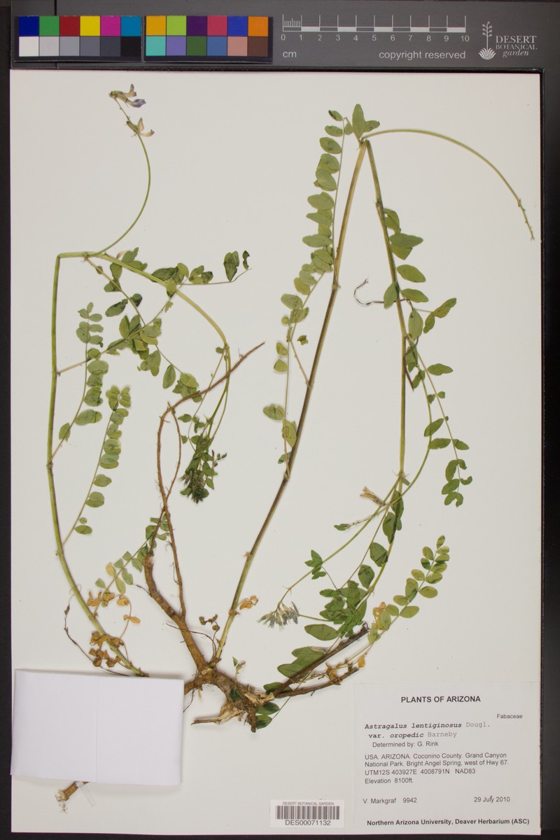 Astragalus lentiginosus var. oropedii photo 2