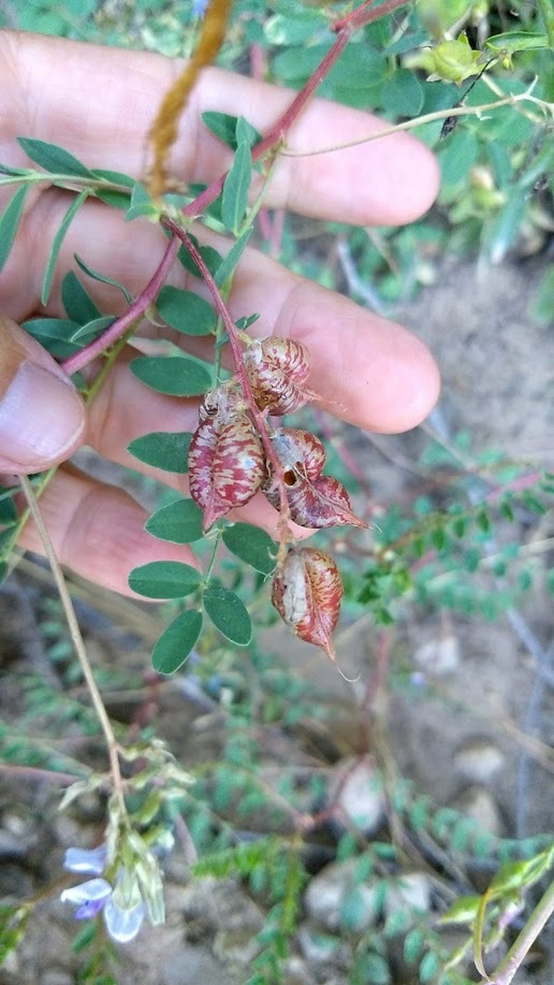Astragalus lentiginosus var. oropedii