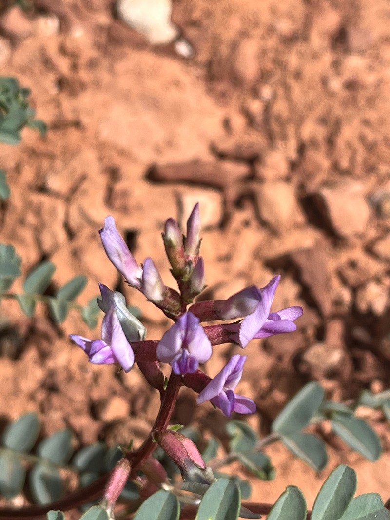 Astragalus lentiginosus var. palans
