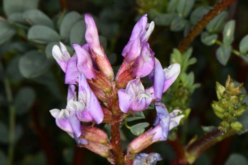 Astragalus lentiginosus var. palans photo 2