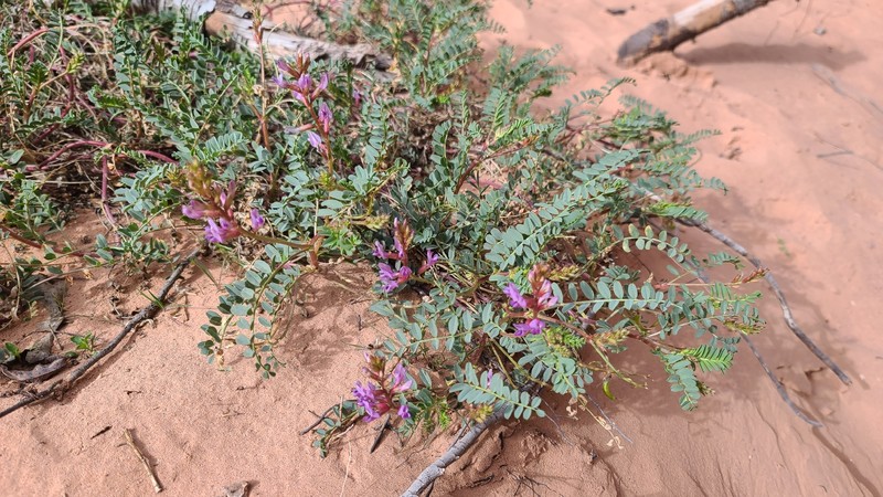 Astragalus lentiginosus var. palans photo 3