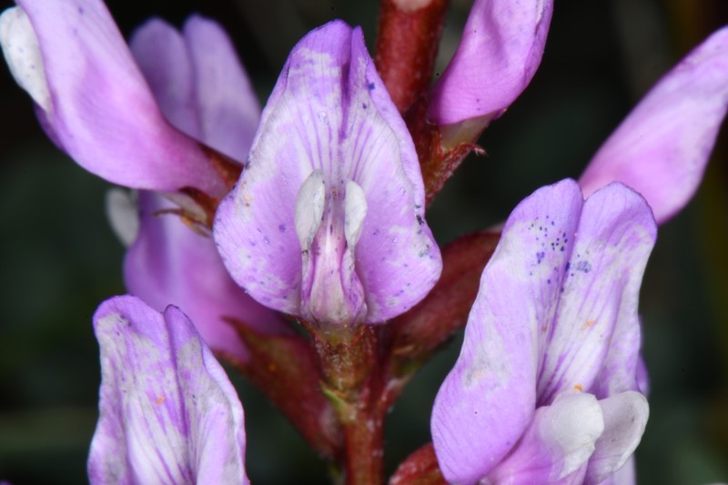Astragalus lentiginosus var. palans photo 4