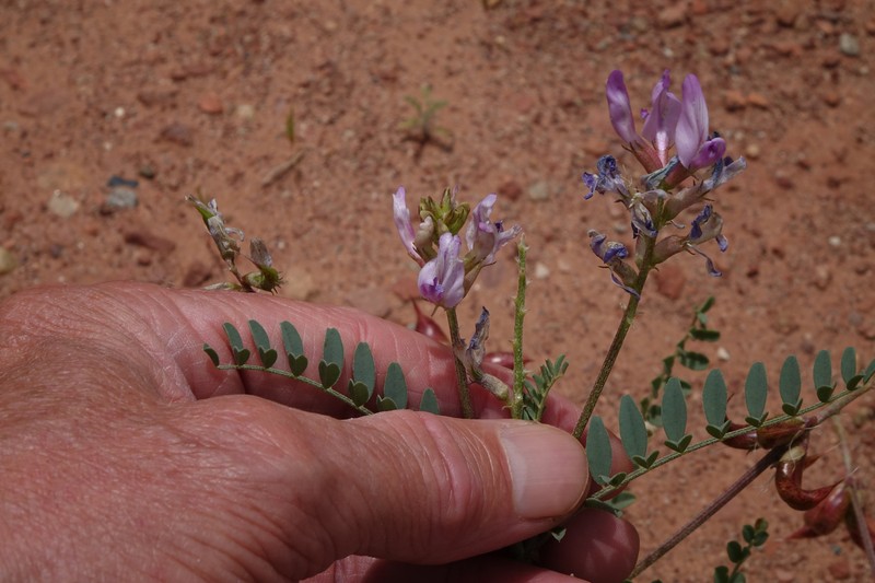Astragalus lentiginosus var. palans photo 5