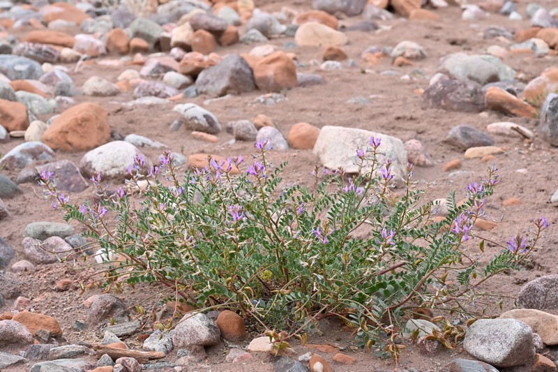 Astragalus lentiginosus var. palans photo 6