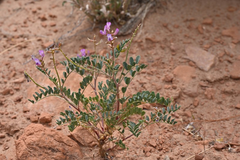 Astragalus lentiginosus var. palans photo 7