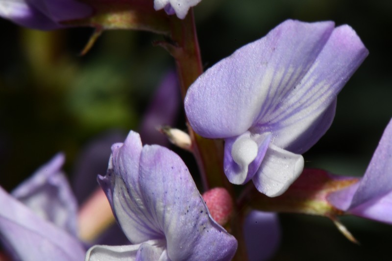 Astragalus lentiginosus var. palans photo 8