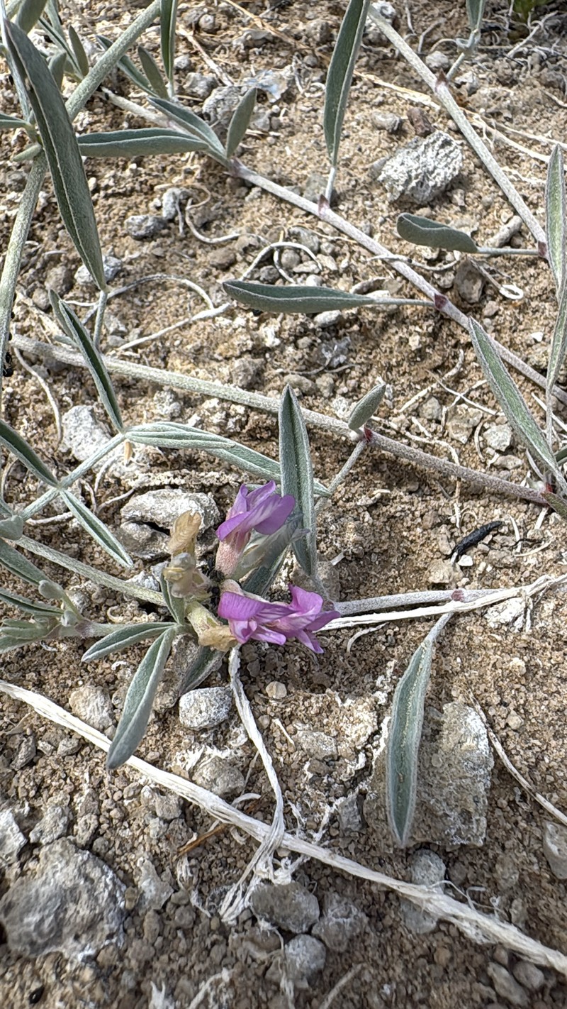 Astragalus lentiginosus var. piscinensis