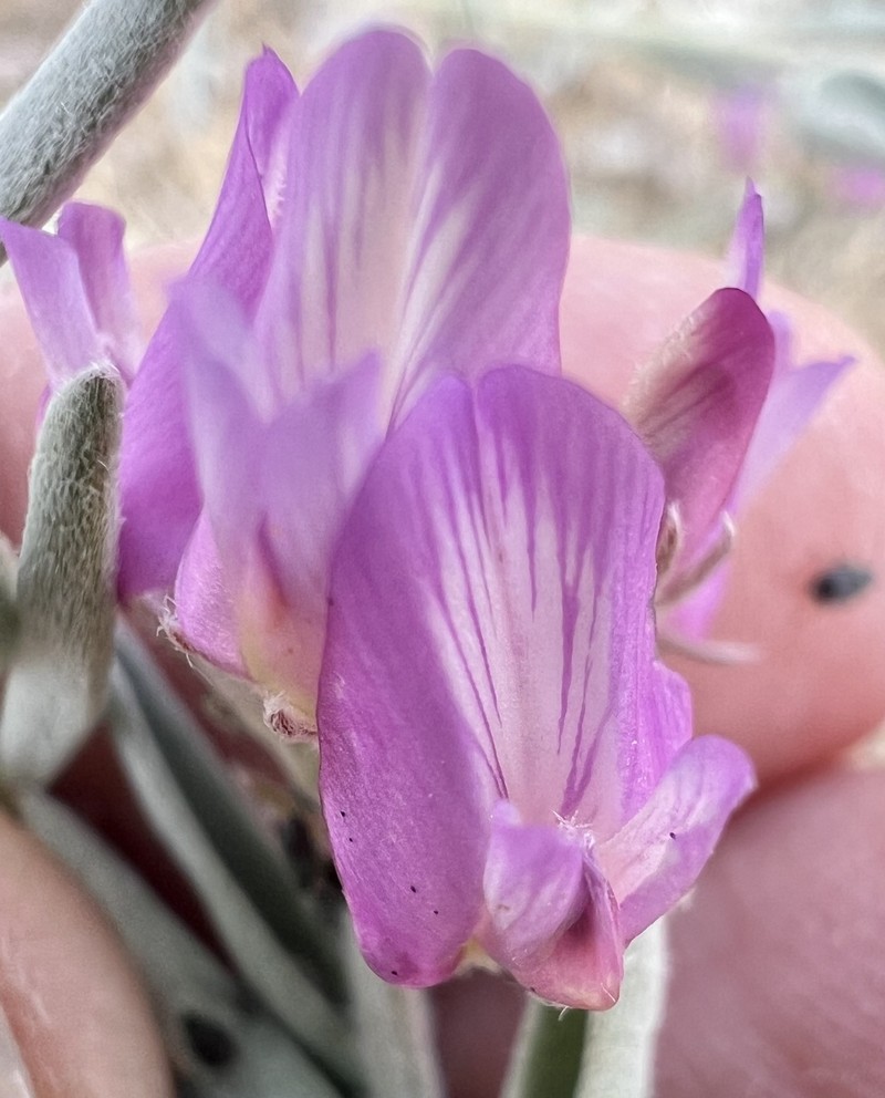 Astragalus lentiginosus var. piscinensis photo 2