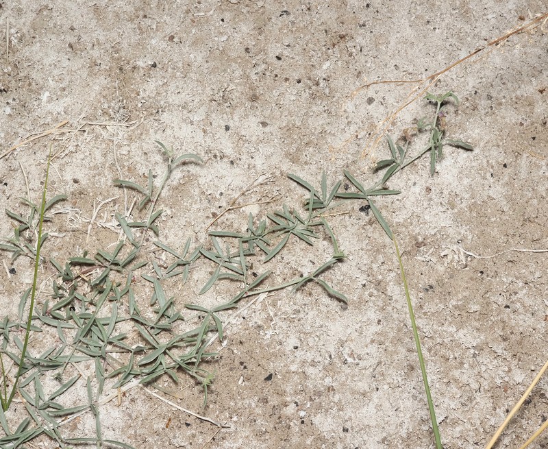 Astragalus lentiginosus var. piscinensis photo 4