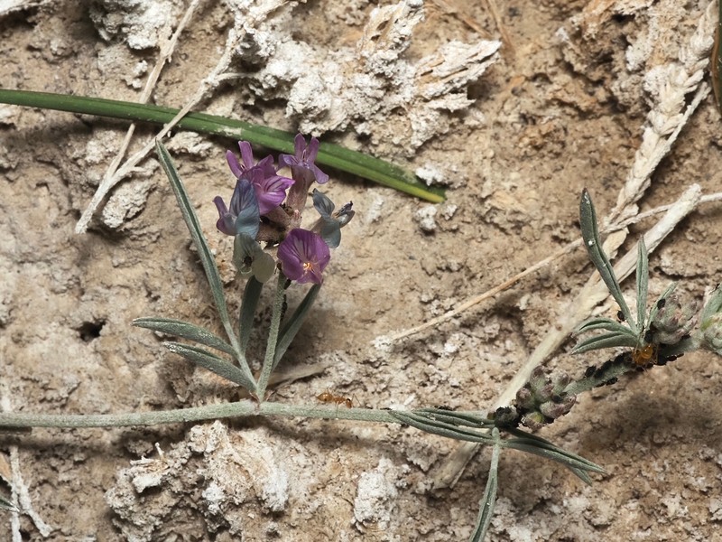 Astragalus lentiginosus var. piscinensis photo 5
