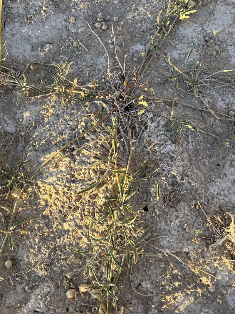 Astragalus lentiginosus var. piscinensis photo 6