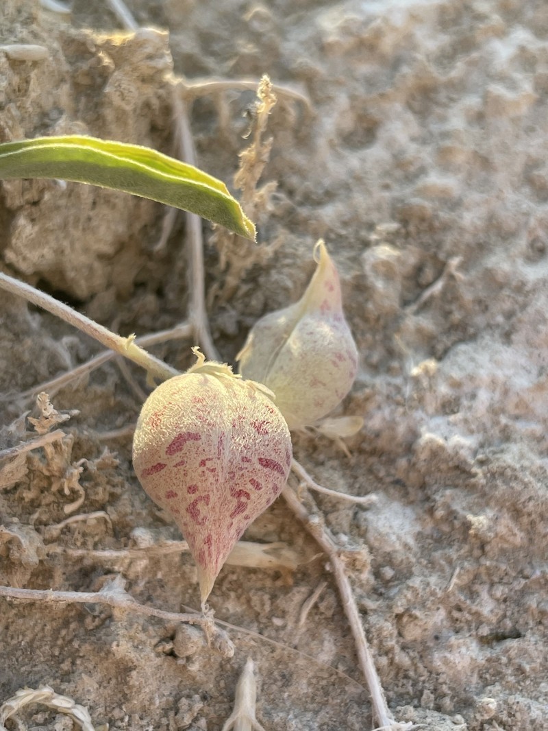 Astragalus lentiginosus var. piscinensis photo 7