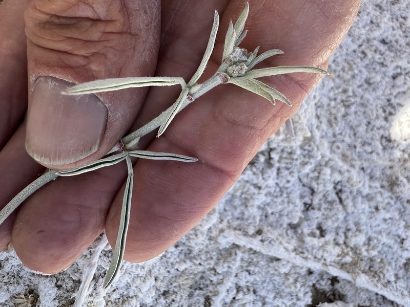 Astragalus lentiginosus var. piscinensis photo 8