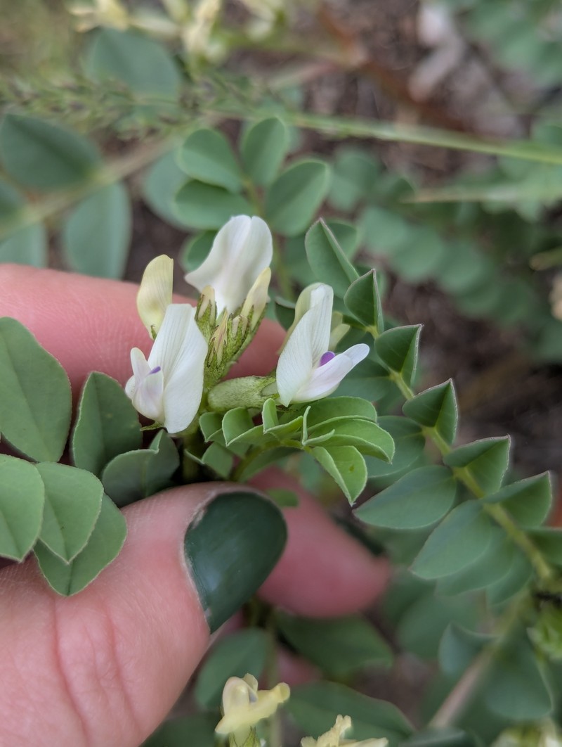 Astragalus lentiginosus var. platyphyllidius