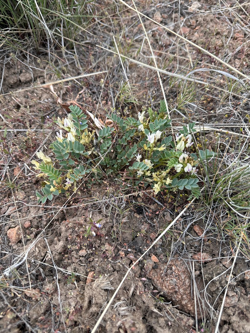 Astragalus lentiginosus var. platyphyllidius photo 2