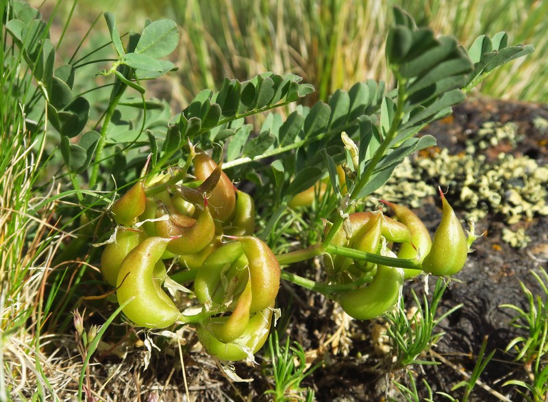 Astragalus lentiginosus var. platyphyllidius photo 4