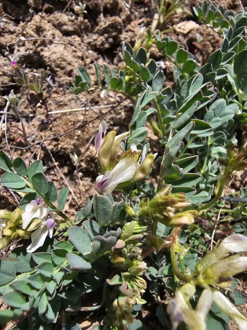 Astragalus lentiginosus var. platyphyllidius photo 5