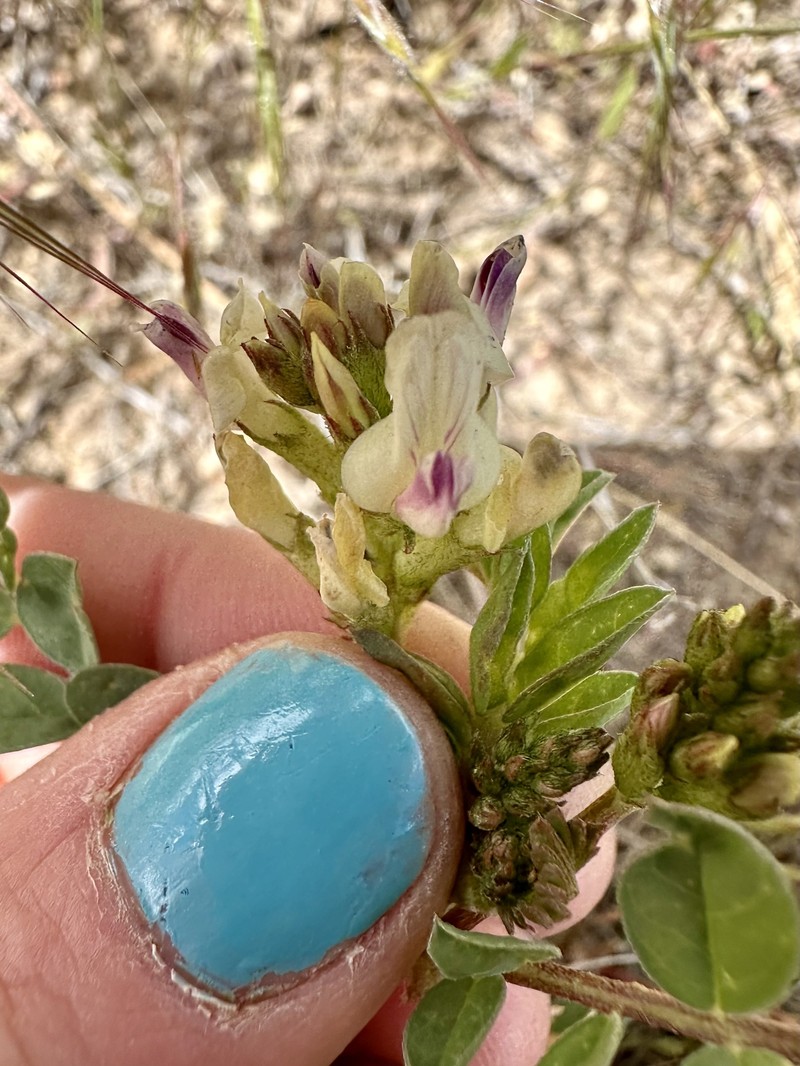 Astragalus lentiginosus var. platyphyllidius photo 6