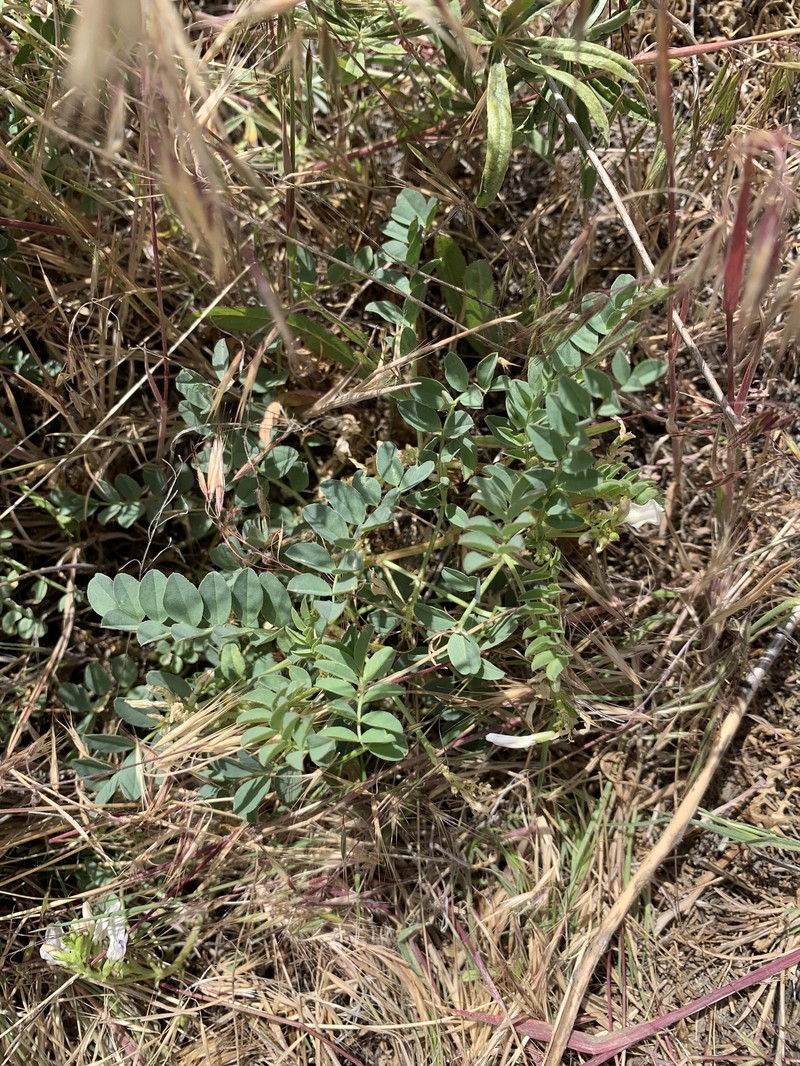 Astragalus lentiginosus var. platyphyllidius photo 8
