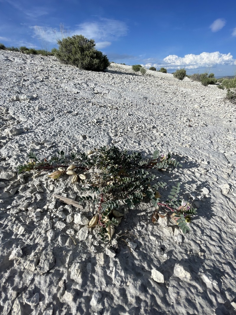 Astragalus lentiginosus var. pohlii