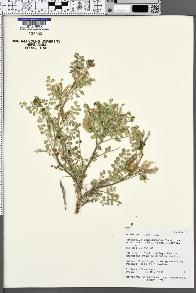 Astragalus lentiginosus var. pohlii photo 2