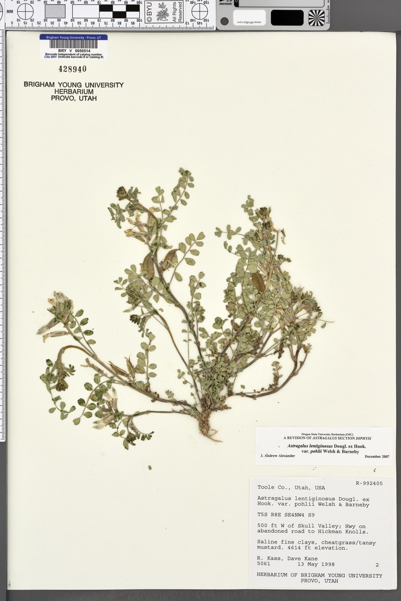 Astragalus lentiginosus var. pohlii photo 3