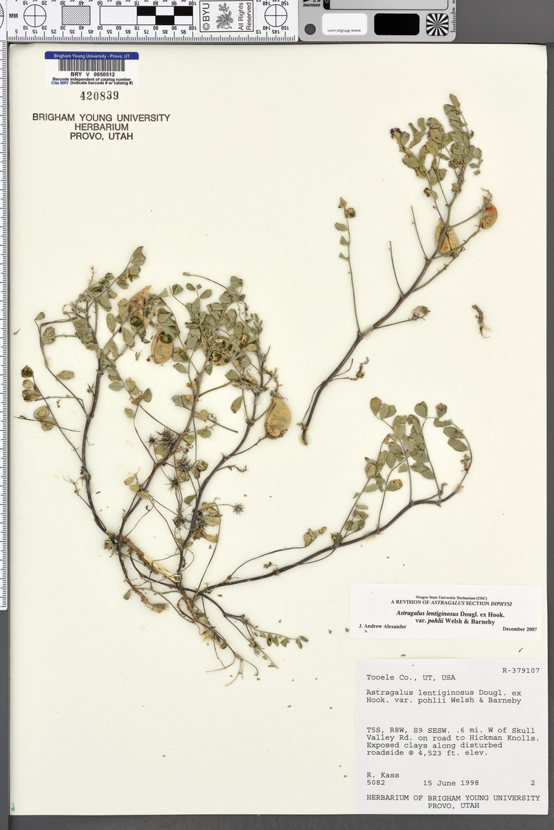 Astragalus lentiginosus var. pohlii photo 4