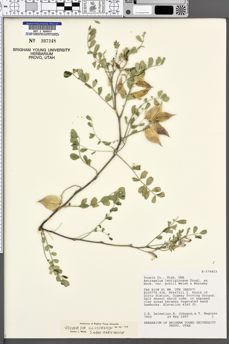 Astragalus lentiginosus var. pohlii photo 5
