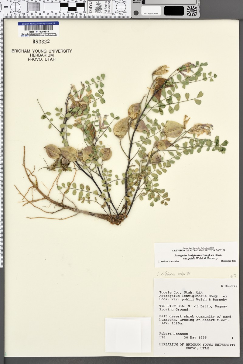 Astragalus lentiginosus var. pohlii photo 6