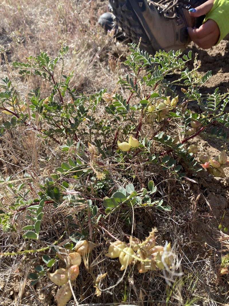 Astragalus lentiginosus var. salinus