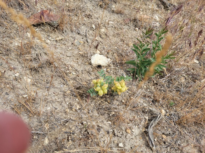 Astragalus lentiginosus var. salinus photo 2