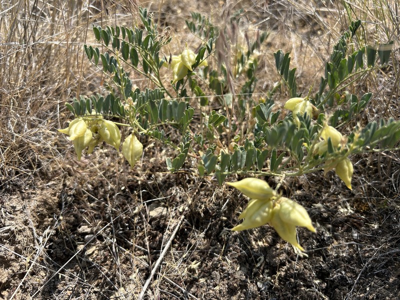 Astragalus lentiginosus var. salinus photo 3