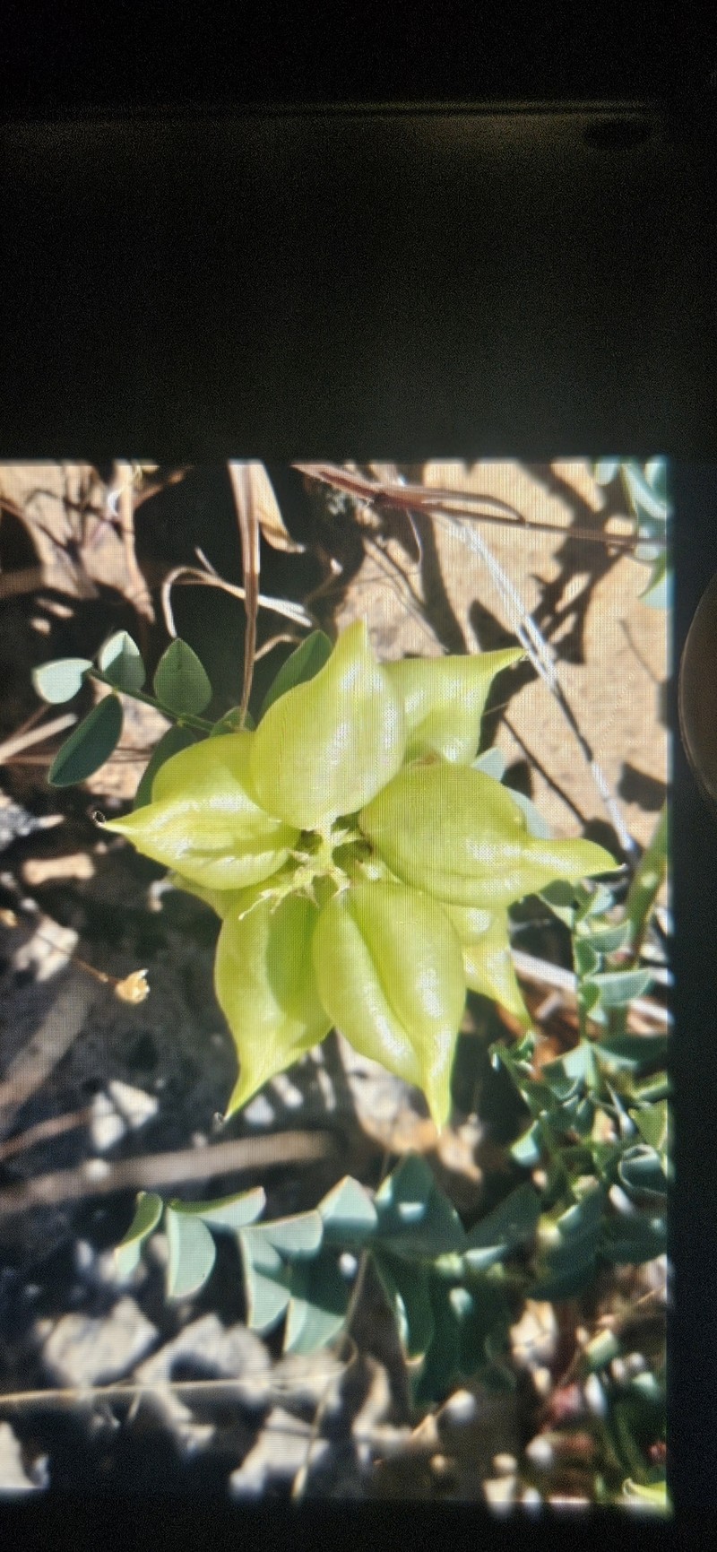 Astragalus lentiginosus var. salinus photo 4