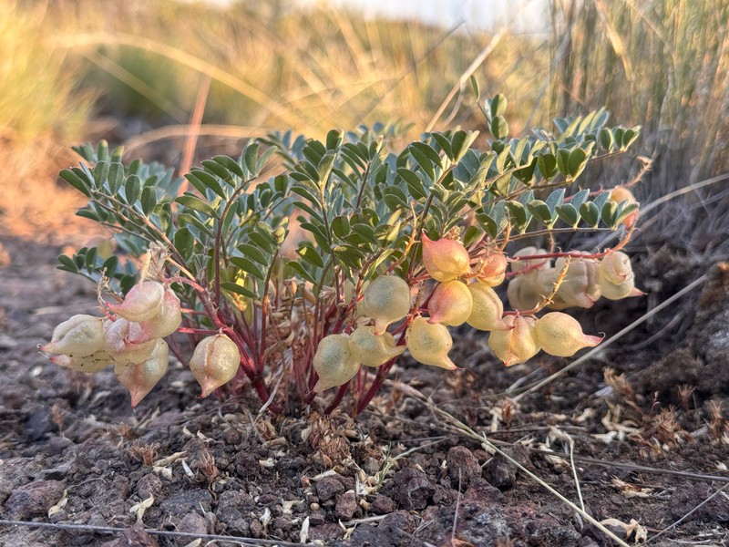 Astragalus lentiginosus var. salinus photo 5