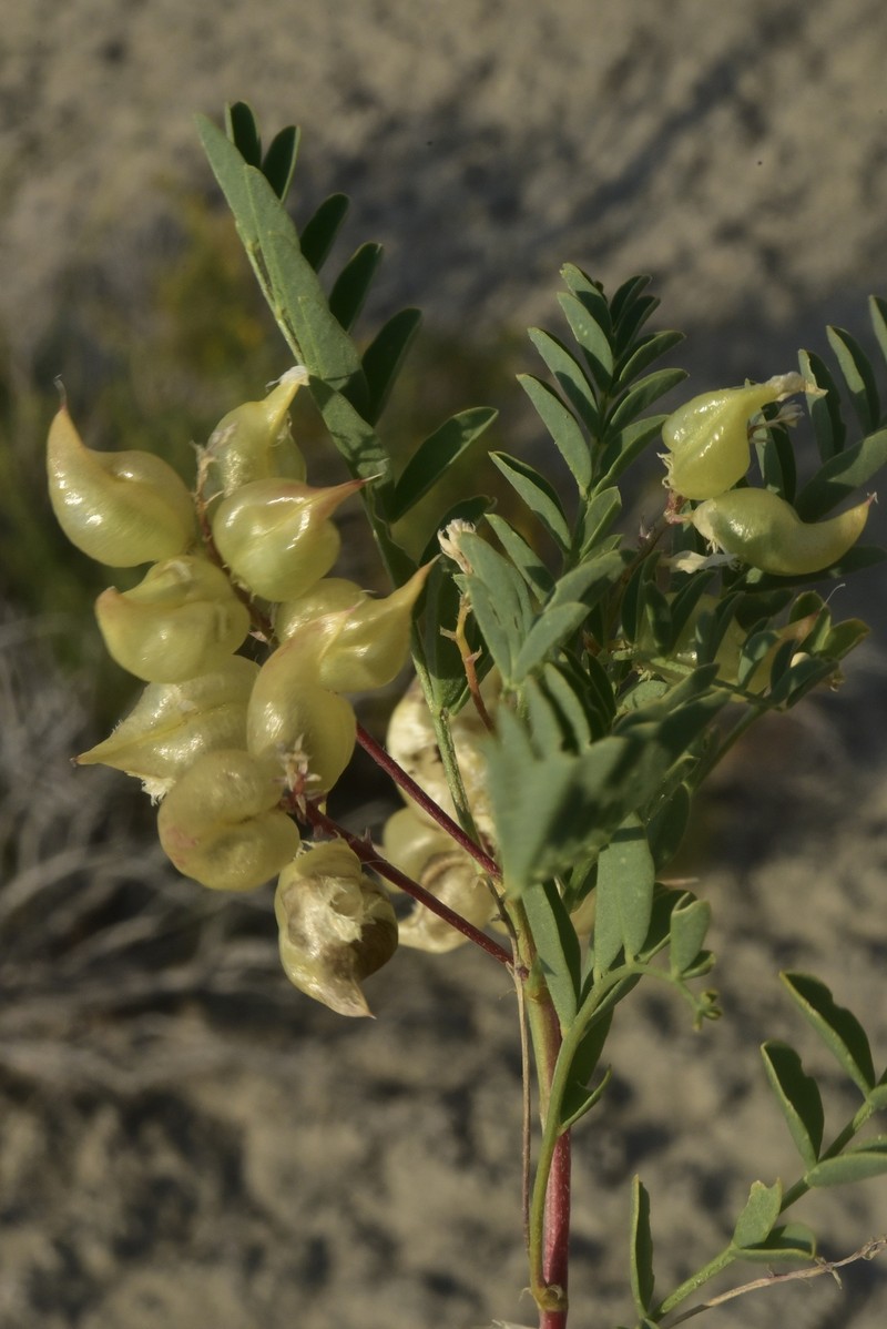 Astragalus lentiginosus var. salinus photo 6