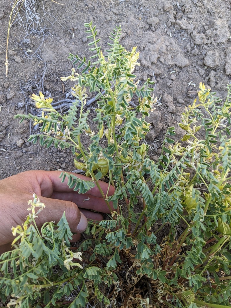 Astragalus lentiginosus var. salinus photo 7
