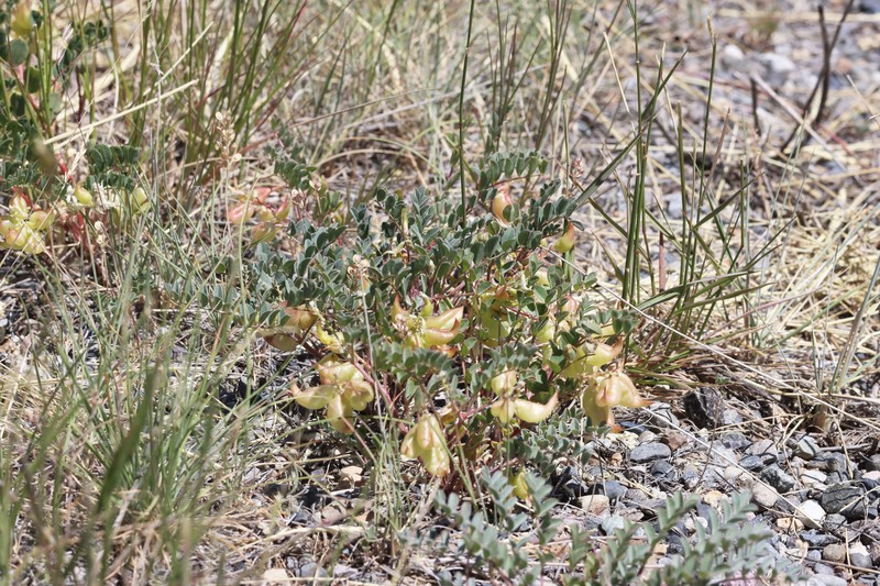 Astragalus lentiginosus var. salinus photo 8