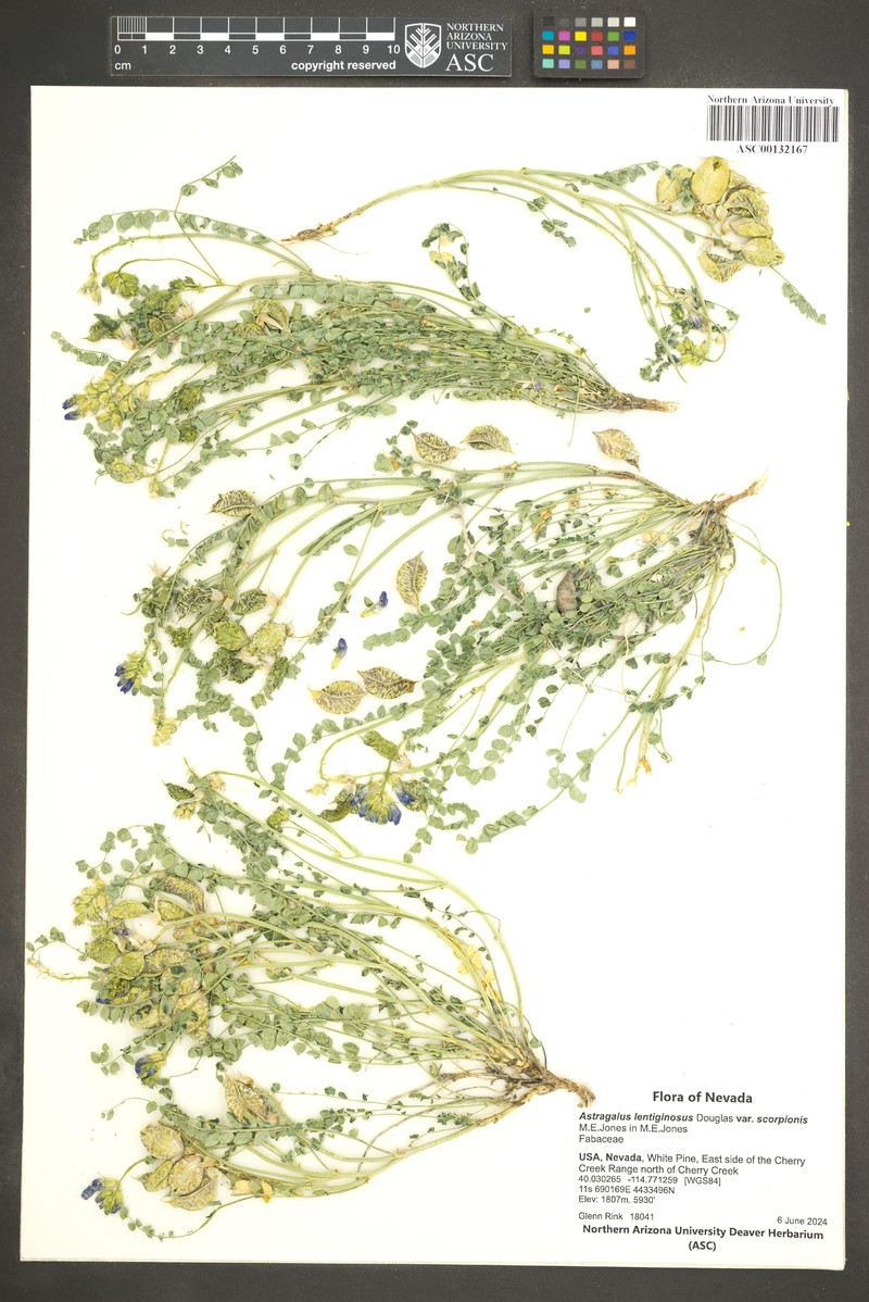 Astragalus lentiginosus var. scorpionis photo 2