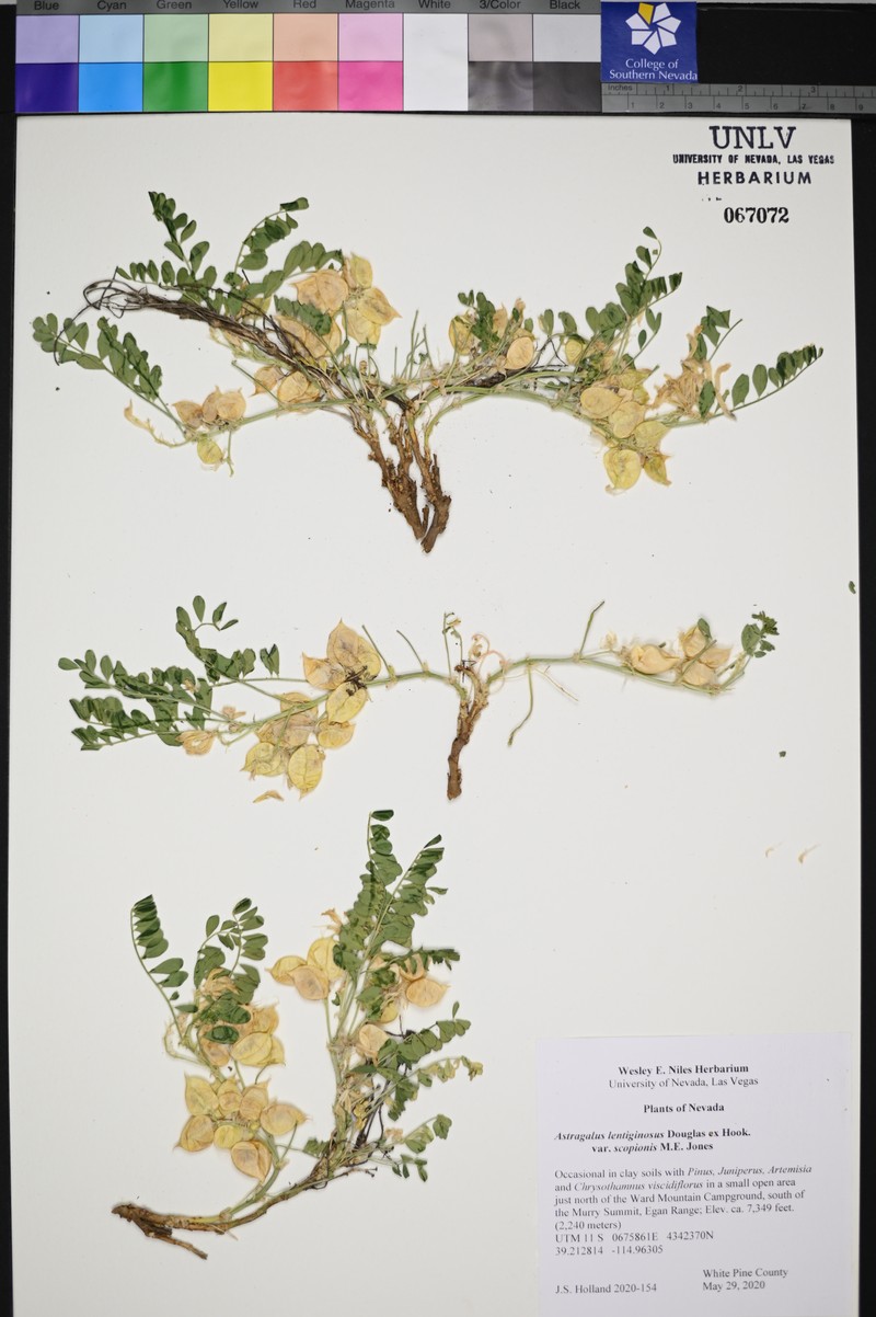 Astragalus lentiginosus var. scorpionis photo 3