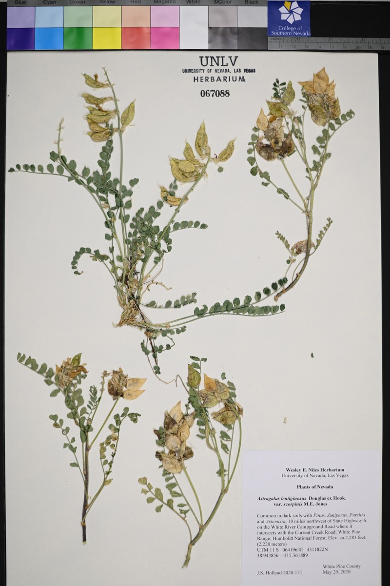 Astragalus lentiginosus var. scorpionis photo 4