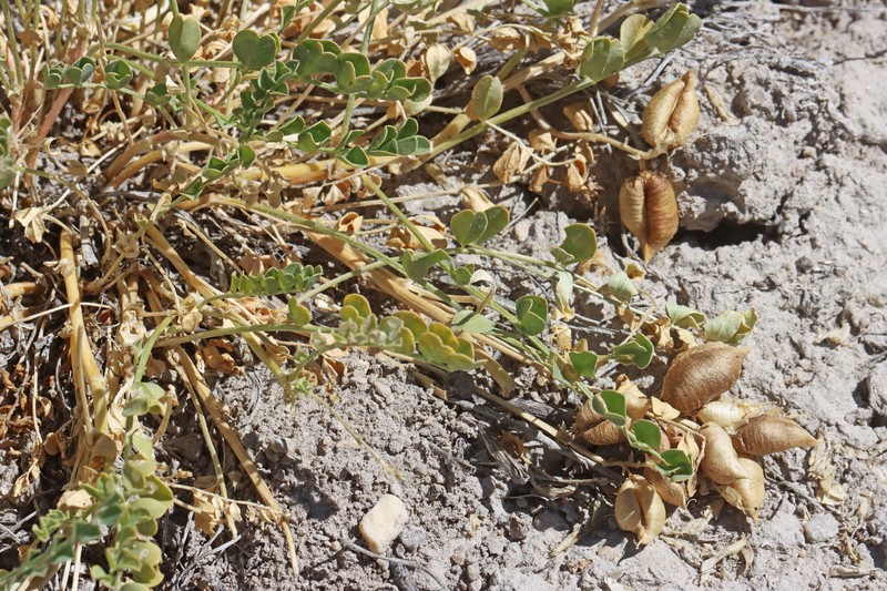 Astragalus lentiginosus var. scorpionis