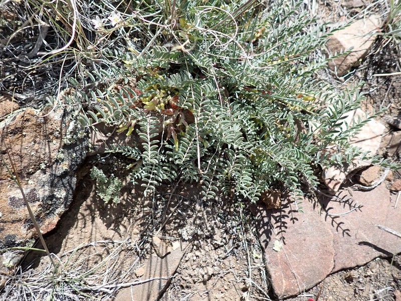 Astragalus lentiginosus var. semotus