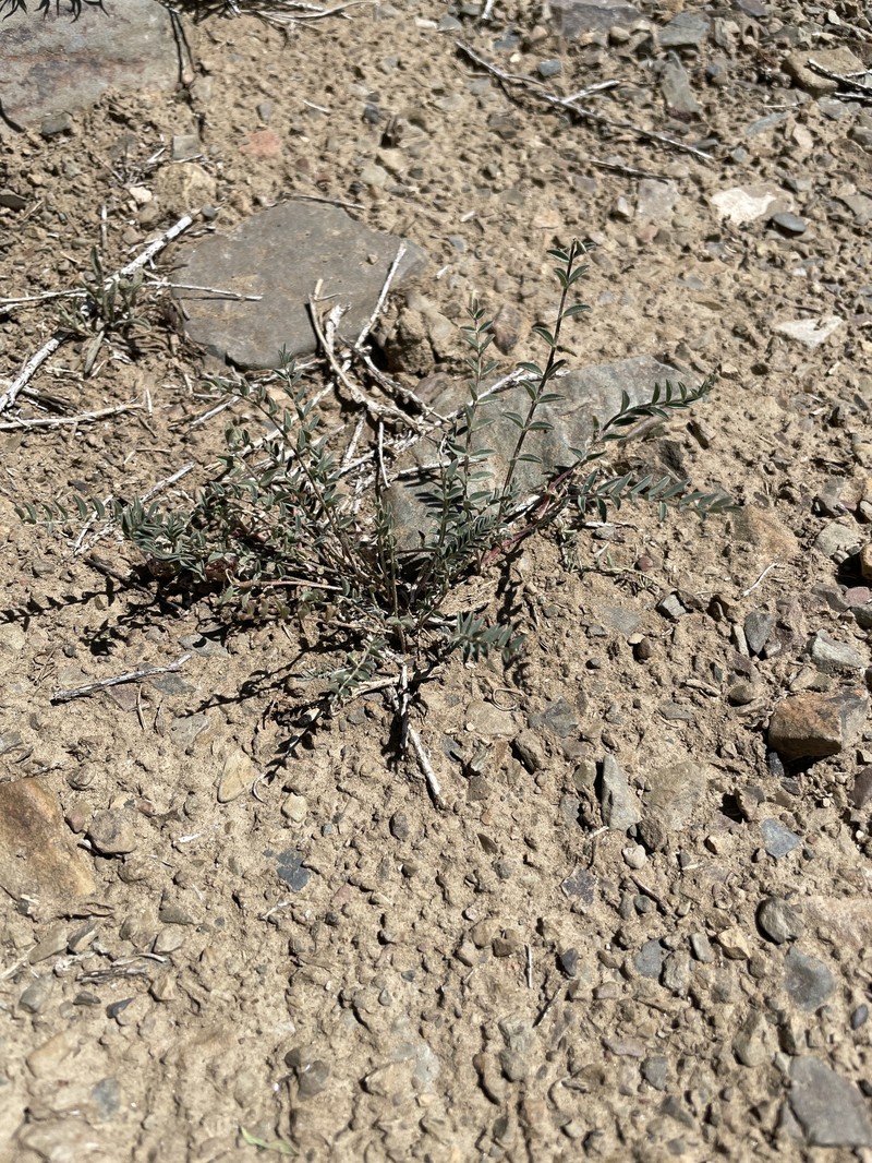 Astragalus lentiginosus var. semotus photo 2