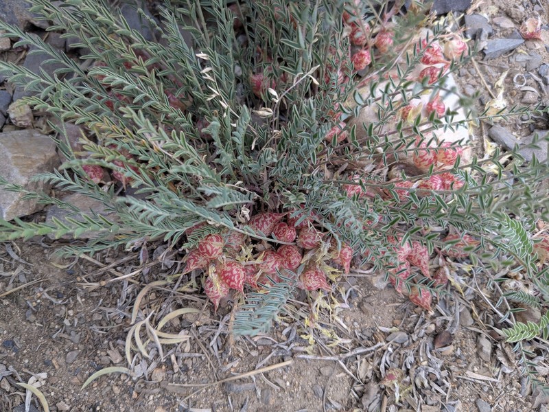 Astragalus lentiginosus var. semotus photo 3