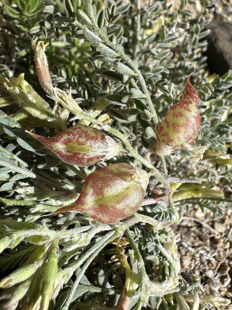 Astragalus lentiginosus var. semotus photo 4